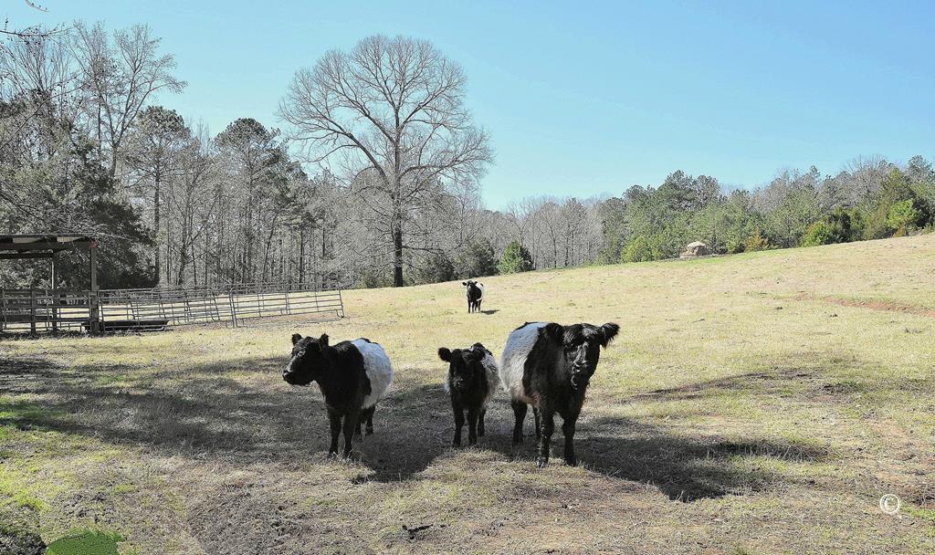 Family of Belted Galloways